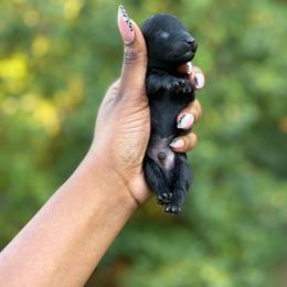 James - Black male Poodle puppy in Garner, North Carolina from House of Paws Heritage Nursery LLC.
