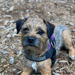 Border Terriers from Wendi Donaldson