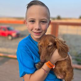 Lucy - Dachshund