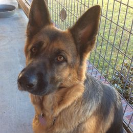 German Shepherds from Friend Family Farm