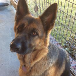 German Shepherds from Friend Family Farm
