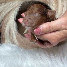 Ray - Merle male Goldendoodle puppy in Decatur, Texas from Scherrer Sweet Goldendoodles
