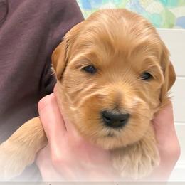 Tito - Apricot male Goldendoodle puppy in Garden Grove, California from Sunkissed Doodles