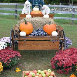 Poodle Puppies from D and D Standard Poodles