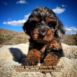 Mr. Brown - Blue merle male Aussiedoodle puppy in Dolan Springs, Arizona from High Desert Companions