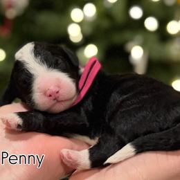 Girl 2 - Black and white female Sheepadoodle puppy in Danville, Indiana from Marley’s Doodle Ranch