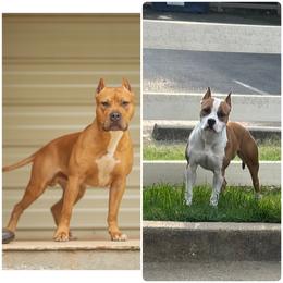 American Pit Bull Terrier puppies from Alpha Alliance Kennels