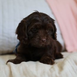 Ellie (light blue jean collar girl) - Chocolate female Cavapoo puppy in Beckley, West Virginia from By Design Doodles