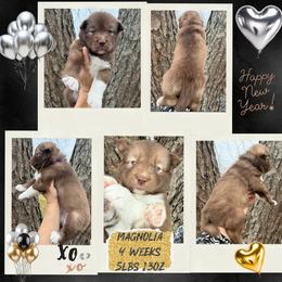 Magnolia - Red and white female Siberian Husky puppy in Florence, Kentucky from Moonlight Howl Huskies