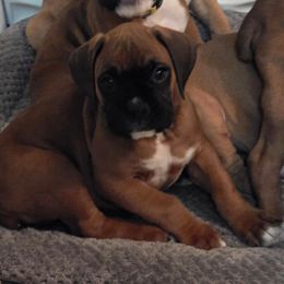 Miles - Fawn male Boxer puppy in Kirskville, Missouri from Elevated Boxers