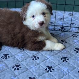 Red tri 2 - Red tri-color male Australian Shepherd puppy in Saratoga Springs, New York from Rock Springs Australian Shepherds