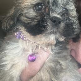 Akc girl 5 lavender collar girl - Parti female Lhasa Apso puppy in Chico, California from Lhasa Apsos of northern Ca . Biewer terriers of northern California