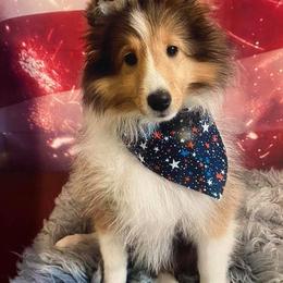 Shetland Sheepdog Puppies from NorthAcre Shelties