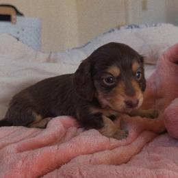 Chocolate and Cream boy 3 - Chocolate and cream male Dachshund puppy in Montrose, Colorado from Dachshund Delights Co