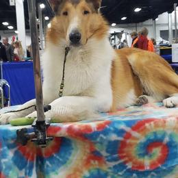 Azawakh, Collie, and Standard Schnauzer All Grown Up from Kokomo Kennels