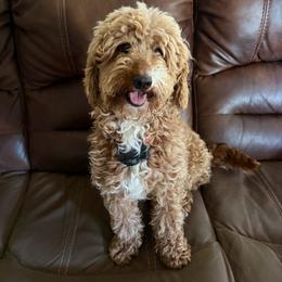Molly - Goldendoodle