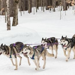 Siberian Huskies from Pride Rock Siberians