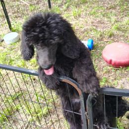 Phoenix - Blue female Poodle puppy in Gainesville Ocala, Florida from Curly Que Standard Poodles and Havanese