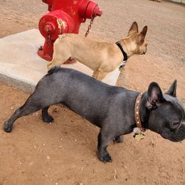 French Bulldogs from Brandon's Brood, Wright co.