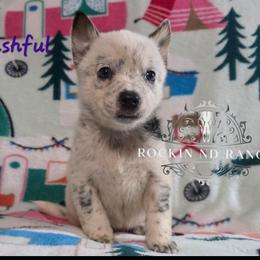 Bashful - Blue female Australian Cattle Dog puppy in Silsbee, Texas from Rockin ND Ranch