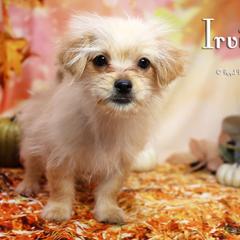 Irving - Apricot male Mi-Ki puppy in Elizabeth, Colorado from Royal T Mi-Kis