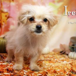 Irving - Apricot male Mi-Ki puppy in Elizabeth, Colorado from Royal T Mi-Kis