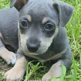 Crumpet - Blue and white male Teddy Roosevelt Terrier puppy in Murray, Kentucky from Froschwald German Shepherds and Xanadu Teddy Roosevelt Terriers