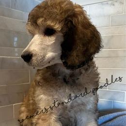 Sable Female - Sable female Poodle puppy in Wabasha, Minnesota from Roemer’s Standard Poodles