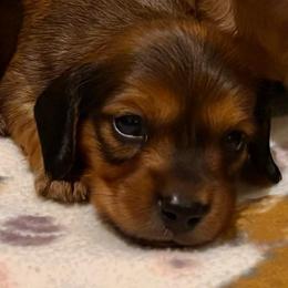 Spirit - Red male Dachshund puppy in Clarksdale, Mississippi from Bo Didley's Doxies