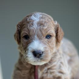 Goldendoodle Puppies from Nova's Minidoodles