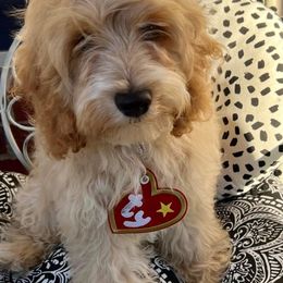 Cockapoo Puppies from Golden Paws