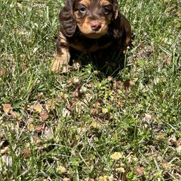 Dachshund Puppies from Kayla’s Wiener Wonderland