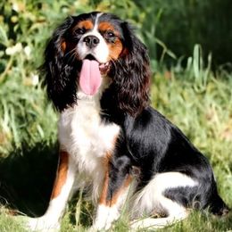 Cavalier King Charles Spaniels, Cavapoos, and Pomskies from Hatz Off Puppies