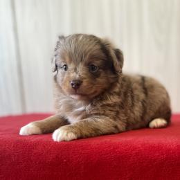 Miniature Australian Shepherd and Toy Australian Shepherd Puppies from Triple J Aussies