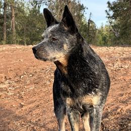 Millie - Australian Cattle Dog