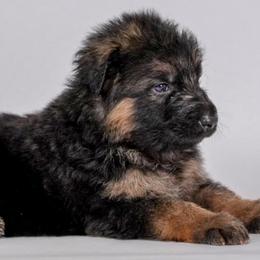 Gray Collar - Black and red male German Shepherd puppy in Plumas Lake, California from Zwinger Vom Greifjäger