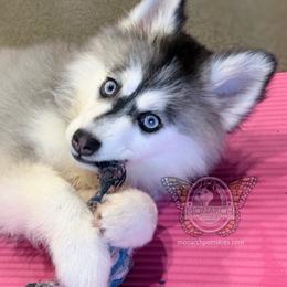 Monarch Lollipop - Black and white female Pomsky puppy in Greeley, Colorado from Monarch Pomskies | Northern Colorado