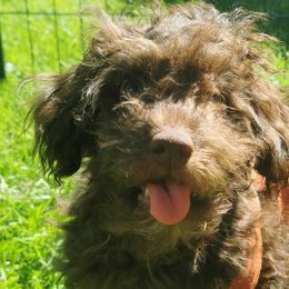 Georgia - Brown Maltipoo puppy in Stanwood, Washington from Cupcake Cuties