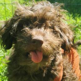 Georgia - Brown Maltipoo puppy in Stanwood, Washington from Cupcake Cuties