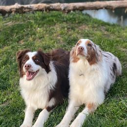 Australian Shepherds from Spirit Aussies