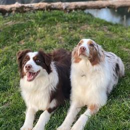 Australian Shepherds from Spirit Aussies
