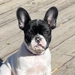French Bulldogs from Frenchies with Standards