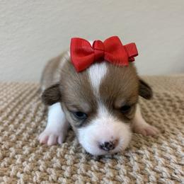 CORDELIA - Red female Pembroke Welsh Corgi puppy in Hinton, Oklahoma from Green Cloud Ranch