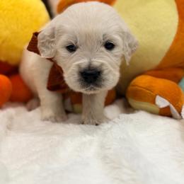 Charmander - Light golden male Golden Retriever puppy in Shingle Springs, California from Creamy Retrievers