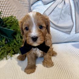 Benedict Charles - male Cavapoochon puppy in Lucas, Ohio from Apricot Lane Puppy