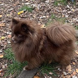 Puddins - Pomeranian