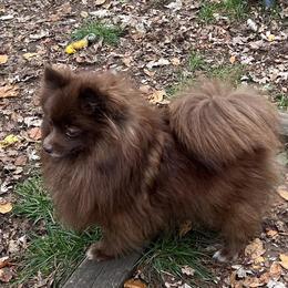Puddins - Pomeranian