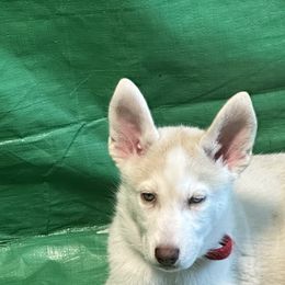 Siberian Huskies from Liz's Siberian Huskies