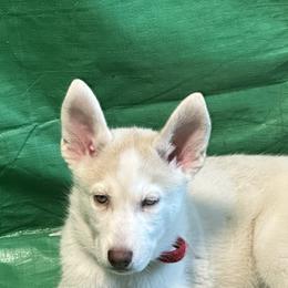 Siberian Huskies from Liz's Siberian Huskies