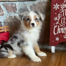 BMF1 - Blue merle female Australian Shepherd puppy in Chehalis, Washington from Wandering Acres Ranch